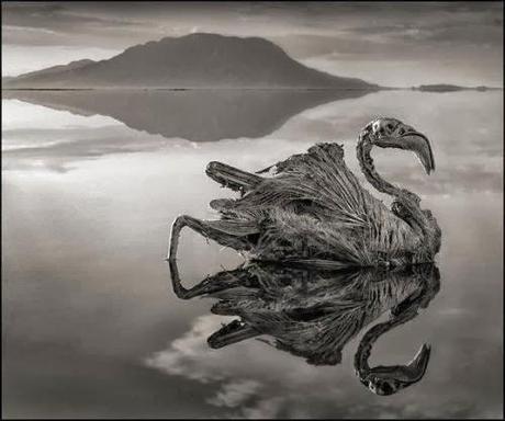  lago Natron