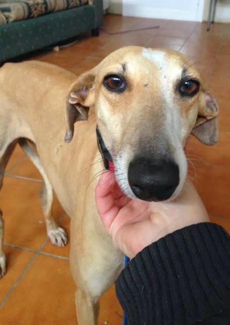 LIBERTAD, GALGA, URGENTE ADOPCIÓN.