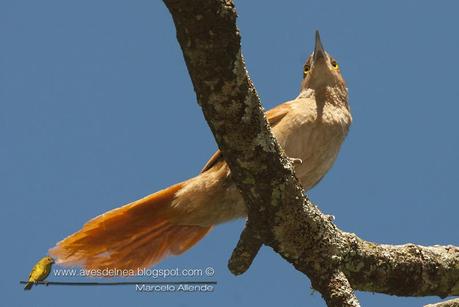 Espinero grande (Greater Thornbird) Phacellodomus ruber