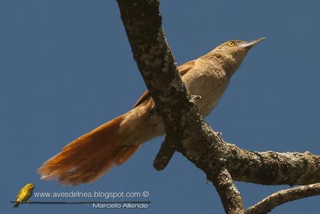 Espinero grande (Greater Thornbird) Phacellodomus ruber