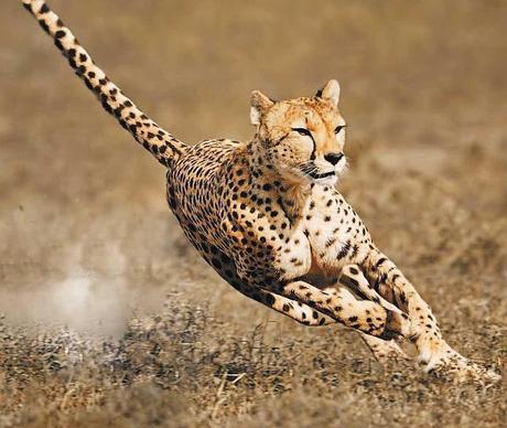 Cheetah Cub, el Robot más Veloz del Mundo