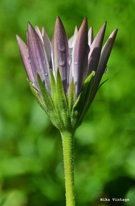 Blog hop, macro del dia ... margaritas