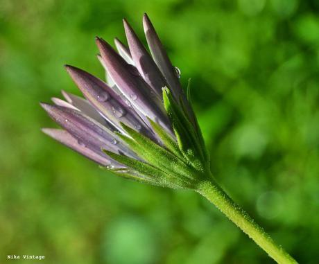 Blog hop, macro del dia ... margaritas