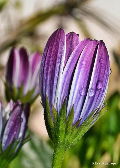 Blog hop, macro del dia ... margaritas