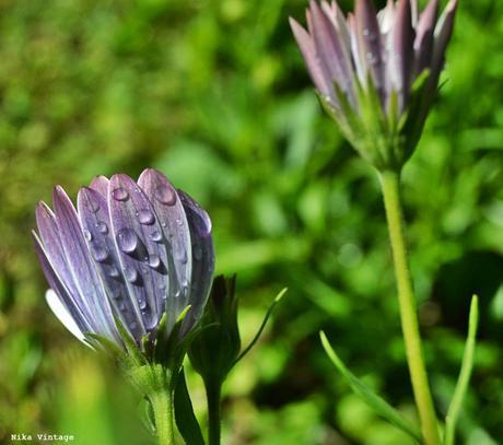 Blog hop, macro del dia ... margaritas