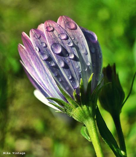 Blog hop, macro del dia ... margaritas