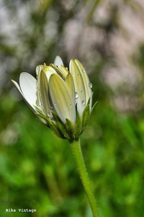 Blog hop, macro del dia ... margaritas