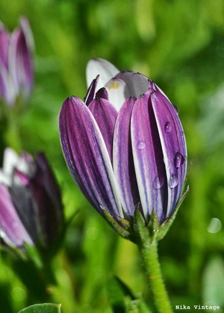 Blog hop, macro del dia ... margaritas