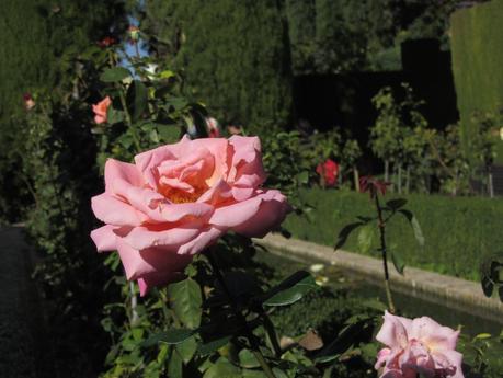 Rosa de los Jardines Bajos del Generalife