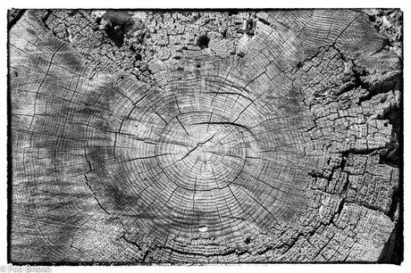 arbos, arbol, árbol en el Alto Tajo