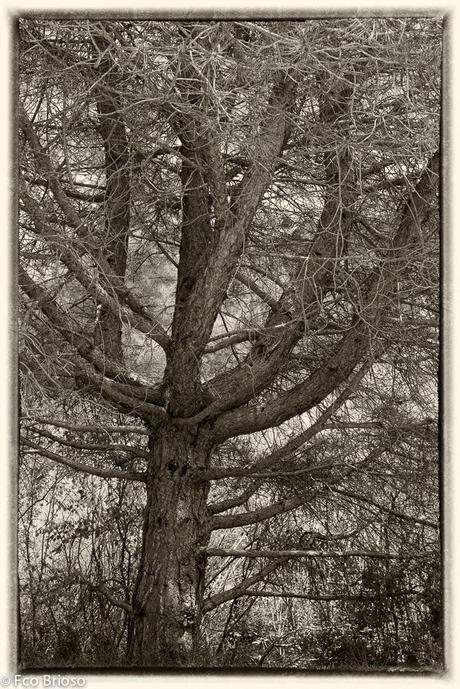 arbos, arbol, árbol en el Alto Tajo