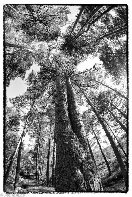 arbos, arbol, árbol en el Alto Tajo
