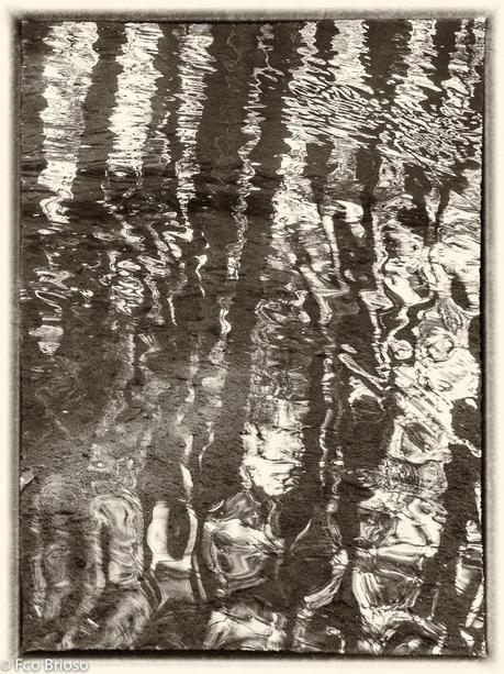 arbos, arbol, árbol en el Alto Tajo