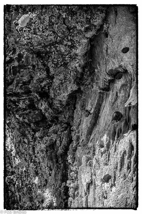arbos, arbol, árbol en el Alto Tajo
