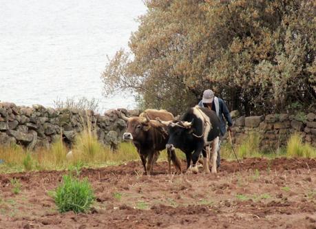 En la península de Capachica : Maravilla secreta