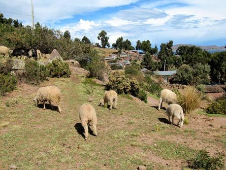 En la península de Capachica : Maravilla secreta