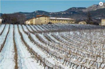 Nieve en los Viñedos del Ternero