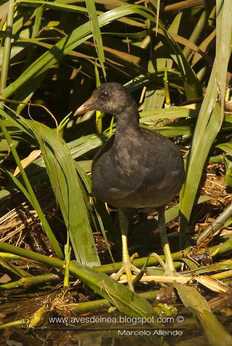 Pollona negra (Common Gallinule) Gallinula galeata