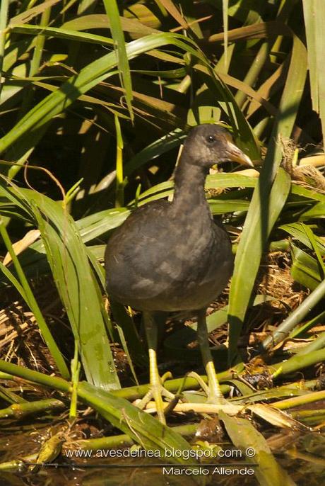 Pollona negra (Common Gallinule) Gallinula galeata