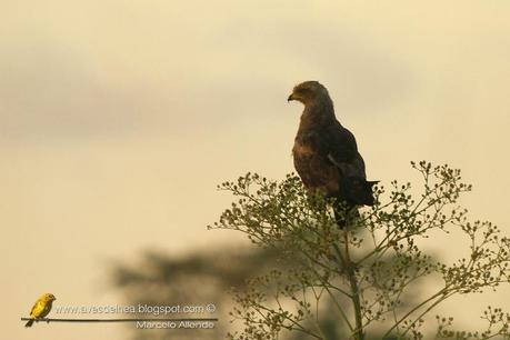 Aguilucho colorado (Savanna Hawk) Buteogallus meridionalis