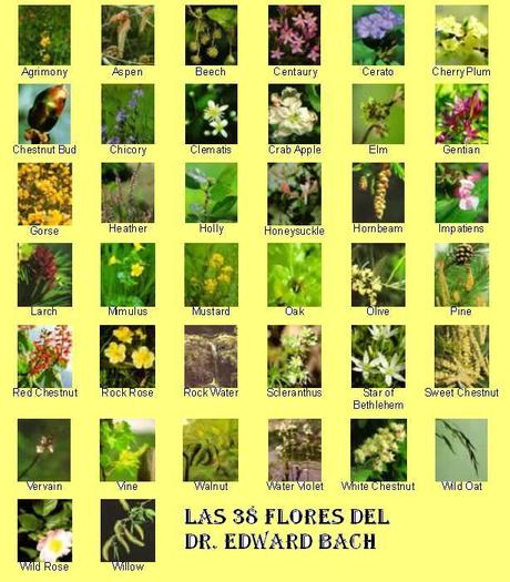 Flores de Bach