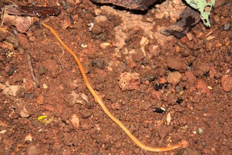 Guía rápida de depredadores de la lombriz californiana