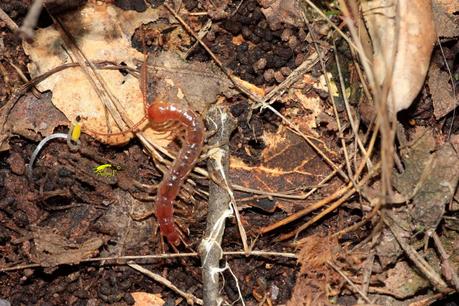 Guía rápida de depredadores de la lombriz californiana