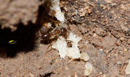 Guía rápida de depredadores de la lombriz californiana