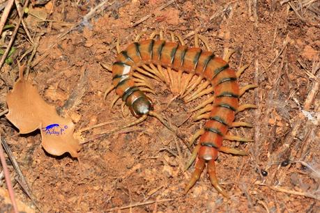 Guía rápida de depredadores de la lombriz californiana