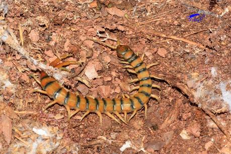 Guía rápida de depredadores de la lombriz californiana