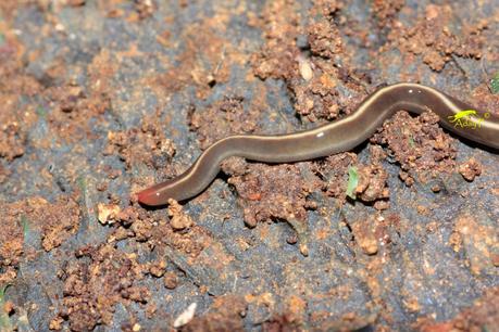 Guía rápida de depredadores de la lombriz californiana