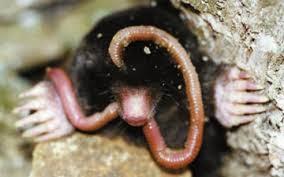 Guía rápida de depredadores de la lombriz californiana
