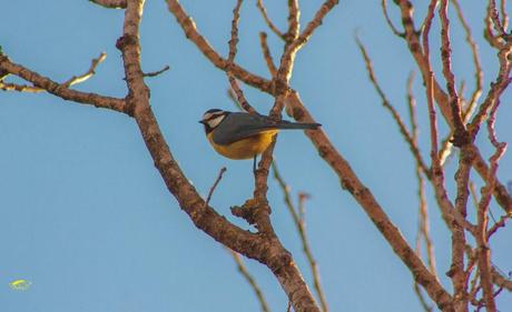 Guía rápida de depredadores de la lombriz californiana