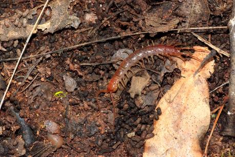 Guía rápida de depredadores de la lombriz californiana
