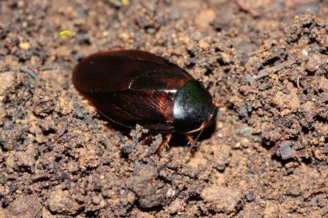 Guía rápida de fauna beneficiosa en lombricultivo 1