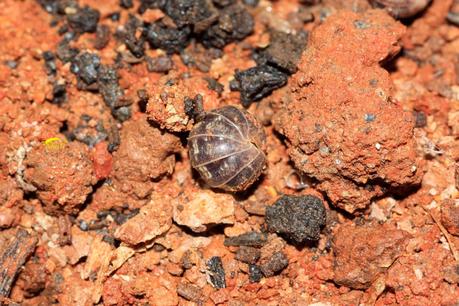 Guía rápida de fauna beneficiosa en lombricultivo 1