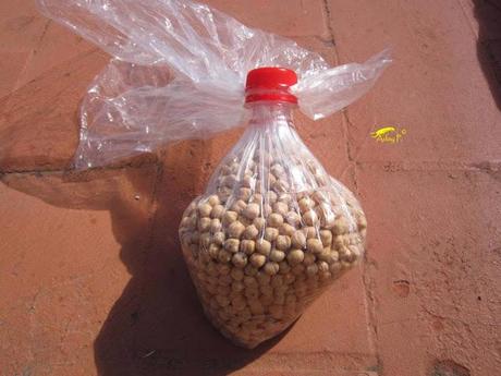 Truco para evitar a las orugas en nuestra huerta.