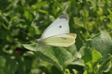 Truco para evitar a las orugas en nuestra huerta.