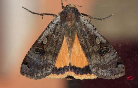Truco para evitar a las orugas en nuestra huerta.