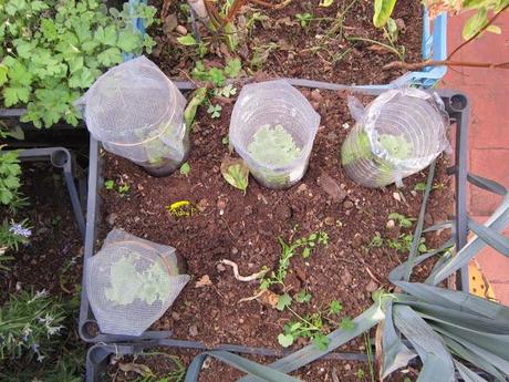 Truco para evitar a las orugas en nuestra huerta.