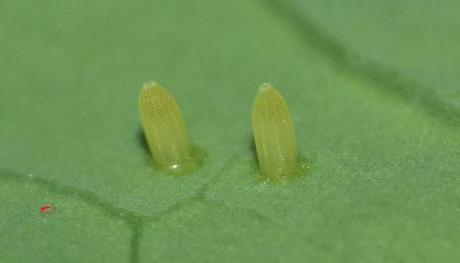 Truco para evitar a las orugas en nuestra huerta.