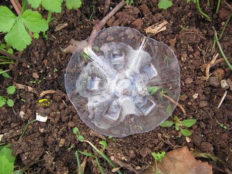 Truco para evitar a las orugas en nuestra huerta.