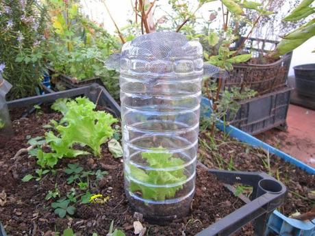 Truco para evitar a las orugas en nuestra huerta.