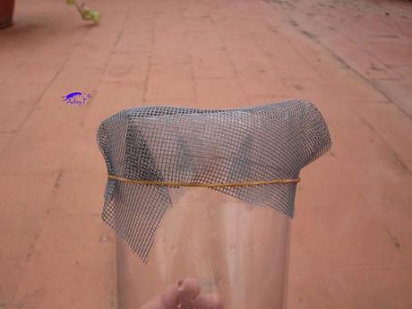 Truco para evitar a las orugas en nuestra huerta.