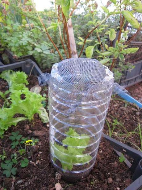 Truco para evitar a las orugas en nuestra huerta.