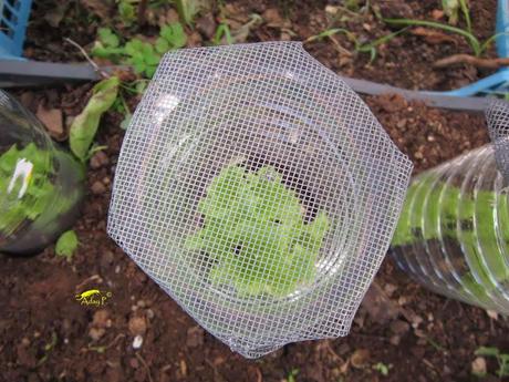 Truco para evitar a las orugas en nuestra huerta.