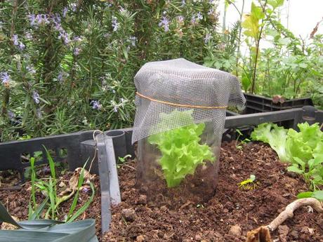 Truco para evitar a las orugas en nuestra huerta.