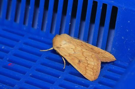 Truco para evitar a las orugas en nuestra huerta.