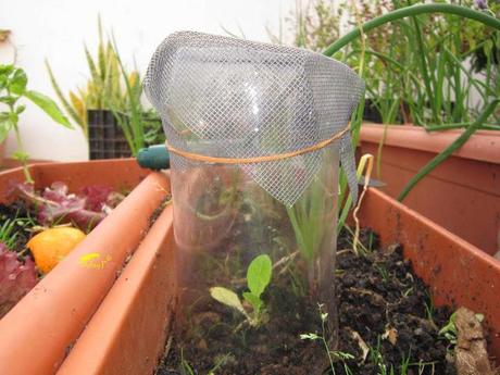 Truco para evitar a las orugas en nuestra huerta.