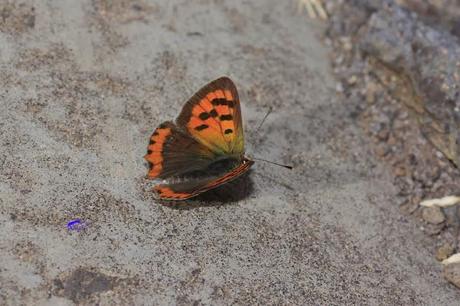 Truco para evitar a las orugas en nuestra huerta.